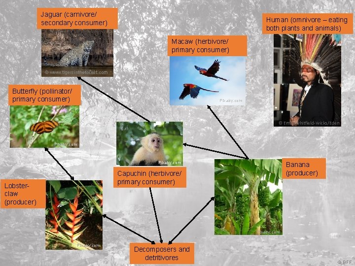Jaguar (carnivore/ secondary consumer) Human (omnivore – eating both plants and animals) Macaw (herbivore/
