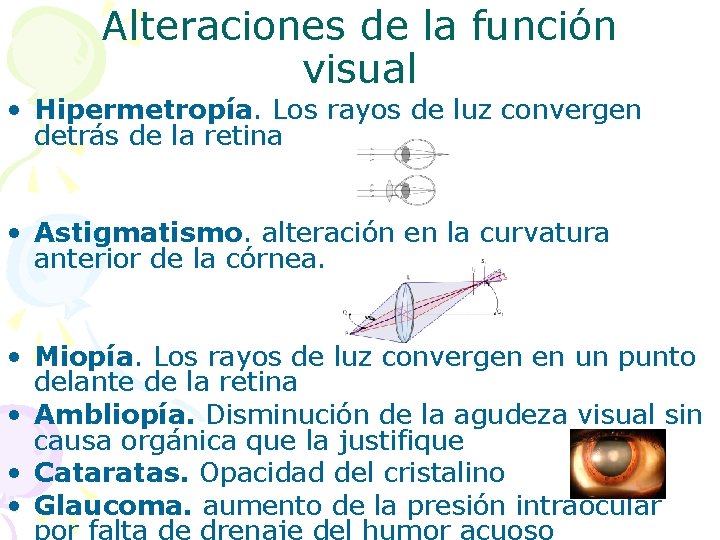 Alteraciones de la función visual • Hipermetropía. Los rayos de luz convergen detrás de