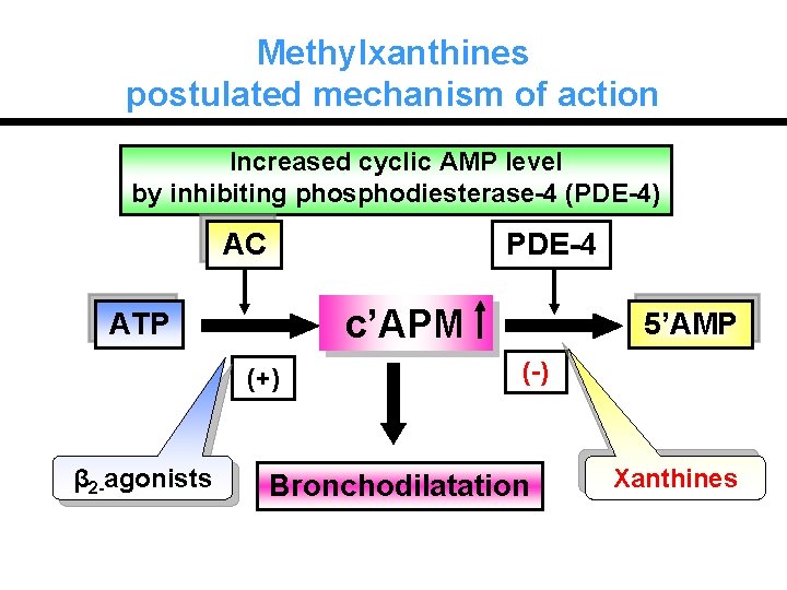 Methylxanthines postulated mechanism of action Increased cyclic AMP level by inhibiting phosphodiesterase-4 (PDE-4) AC