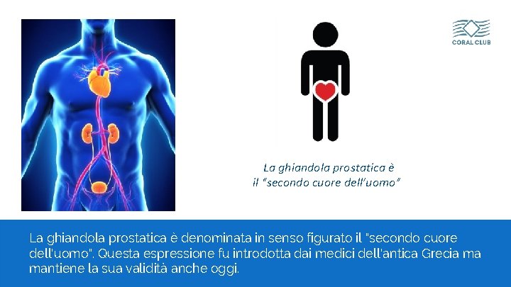 La ghiandola prostatica è il “secondo cuore dell’uomo” La ghiandola prostatica è denominata in