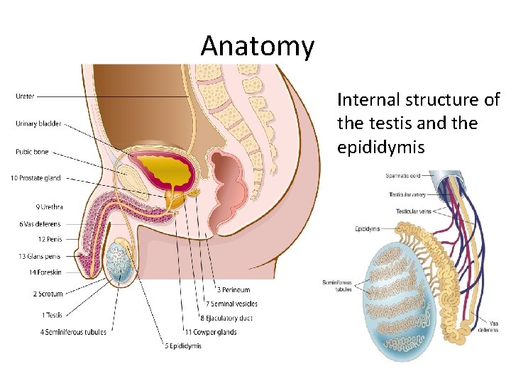 Anatomy Internal structure of the testis and the epididymis 