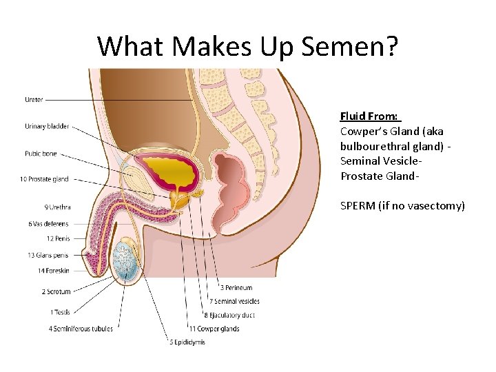 What Makes Up Semen? Fluid From: Cowper’s Gland (aka bulbourethral gland) Seminal Vesicle. Prostate