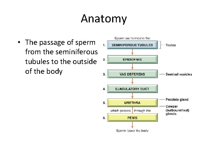 Anatomy • The passage of sperm from the seminiferous tubules to the outside of