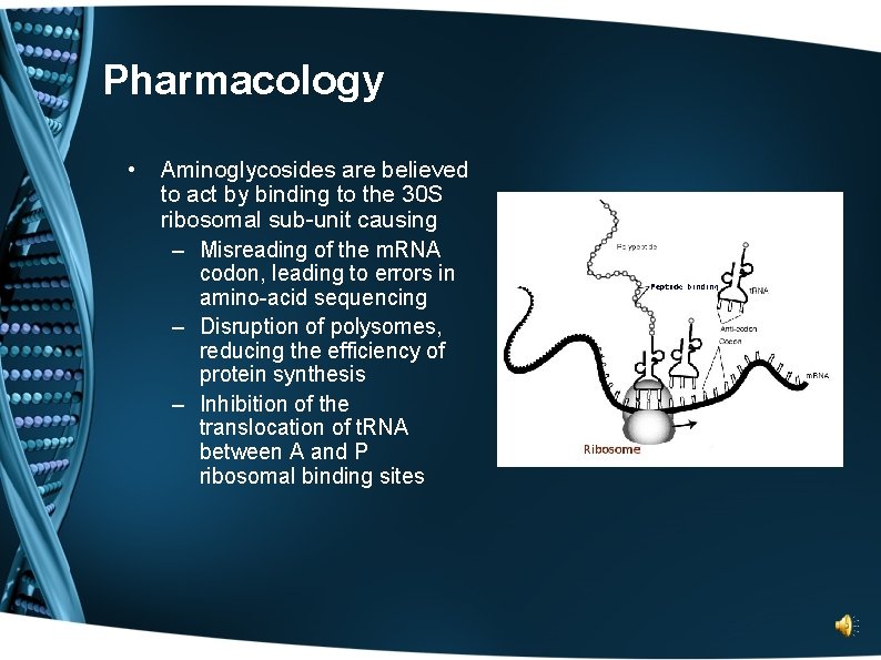 Pharmacology • Aminoglycosides are believed to act by binding to the 30 S ribosomal