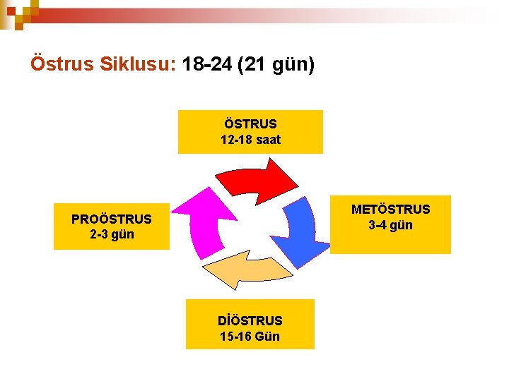 Östrus Siklusu: 18 -24 (21 gün) ÖSTRUS 12 -18 saat METÖSTRUS 3 -4 gün