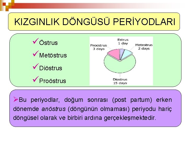 KIZGINLIK DÖNGÜSÜ PERİYODLARI Östrus Metöstrus Diöstrus Proöstrus ØBu periyodlar, doğum sonrası (post partum) erken