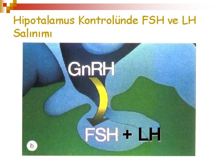 Hipotalamus Kontrolünde FSH ve LH Salınımı + LH 