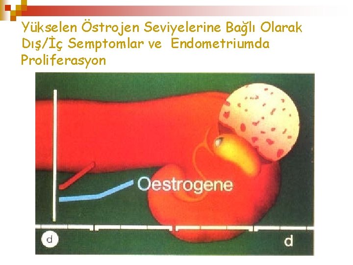 Yükselen Östrojen Seviyelerine Bağlı Olarak Dış/İç Semptomlar ve Endometriumda Proliferasyon 