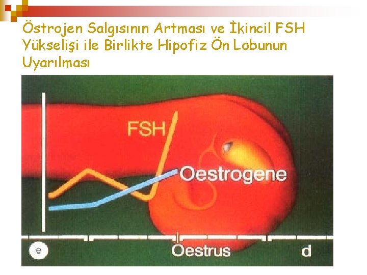 Östrojen Salgısının Artması ve İkincil FSH Yükselişi ile Birlikte Hipofiz Ön Lobunun Uyarılması 