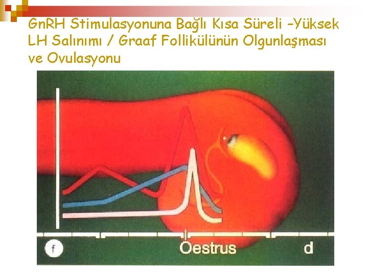 Gn. RH Stimulasyonuna Bağlı Kısa Süreli –Yüksek LH Salınımı / Graaf Follikülünün Olgunlaşması ve