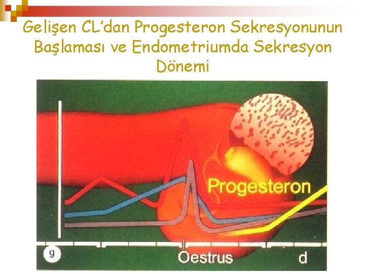 Gelişen CL’dan Progesteron Sekresyonunun Başlaması ve Endometriumda Sekresyon Dönemi 