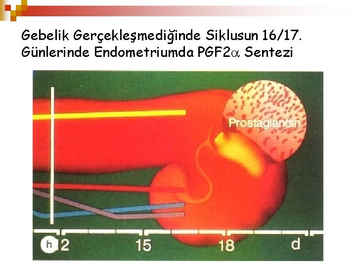 Gebelik Gerçekleşmediğinde Siklusun 16/17. Günlerinde Endometriumda PGF 2 Sentezi 