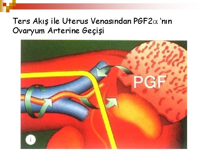 Ters Akış ile Uterus Venasından PGF 2 ‘nın Ovaryum Arterine Geçişi 