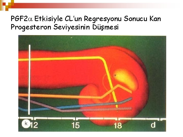 PGF 2 Etkisiyle CL’un Regresyonu Sonucu Kan Progesteron Seviyesinin Düşmesi 