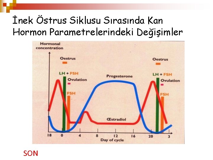 İnek Östrus Siklusu Sırasında Kan Hormon Parametrelerindeki Değişimler SON 