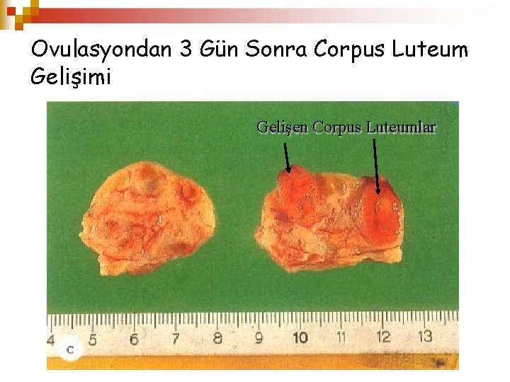 Ovulasyondan 3 Gün Sonra Corpus Luteum Gelişimi Gelişen Corpus Luteumlar 