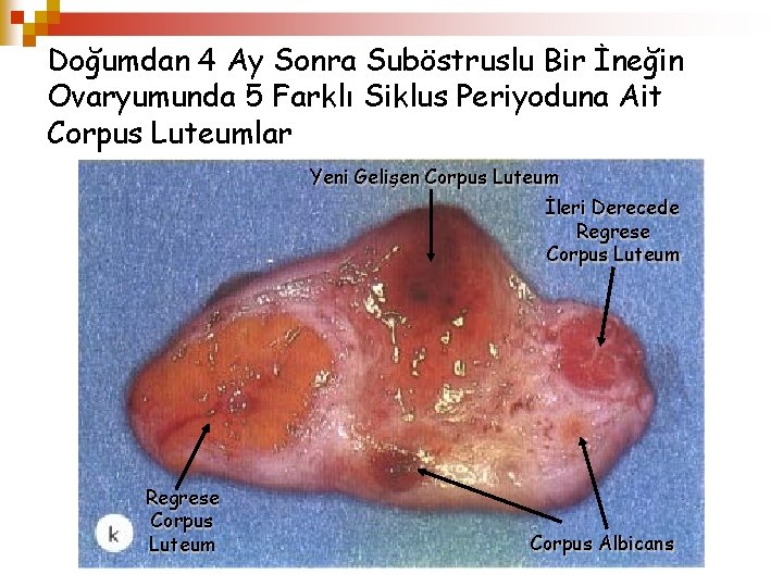 Doğumdan 4 Ay Sonra Suböstruslu Bir İneğin Ovaryumunda 5 Farklı Siklus Periyoduna Ait Corpus