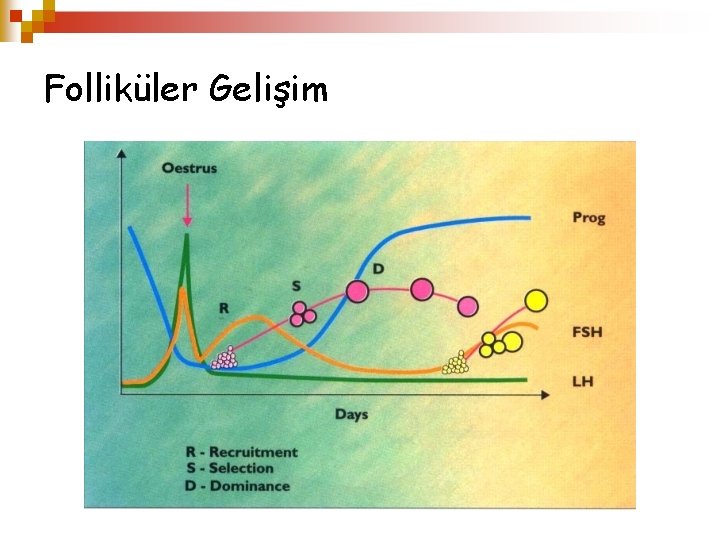 Folliküler Gelişim 