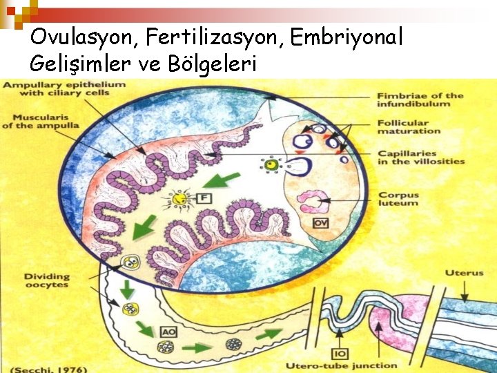 Ovulasyon, Fertilizasyon, Embriyonal Gelişimler ve Bölgeleri 