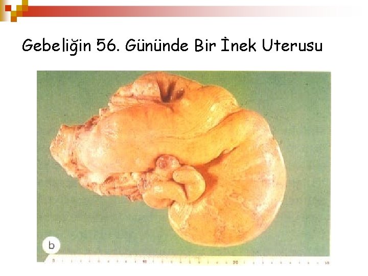 Gebeliğin 56. Gününde Bir İnek Uterusu 