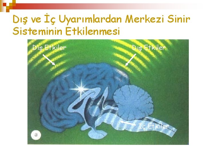 Dış ve İç Uyarımlardan Merkezi Sinir Sisteminin Etkilenmesi Dış Etkiler İç Etkiler 