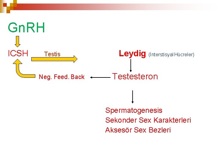 Gn. RH ICSH Testis Neg. Feed. Back Leydig (İnterstisyal Hücreler) Testesteron Spermatogenesis Sekonder Sex