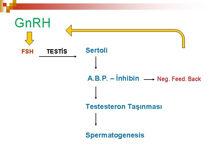 Gn. RH FSH TESTİS Sertoli A. B. P. – İnhibin Neg. Feed. Back Testesteron