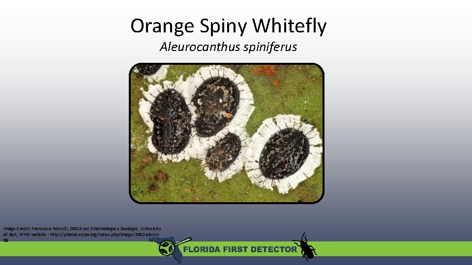 Orange Spiny Whitefly Aleurocanthus spiniferus Image Credit: Francesco Porcelli, Di. BCA sez Entomologia e