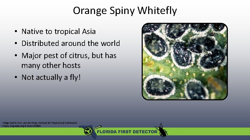 Orange Spiny Whitefly • Native to tropical Asia • Distributed around the world •