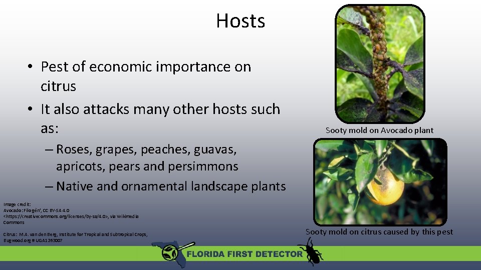 Hosts • Pest of economic importance on citrus • It also attacks many other