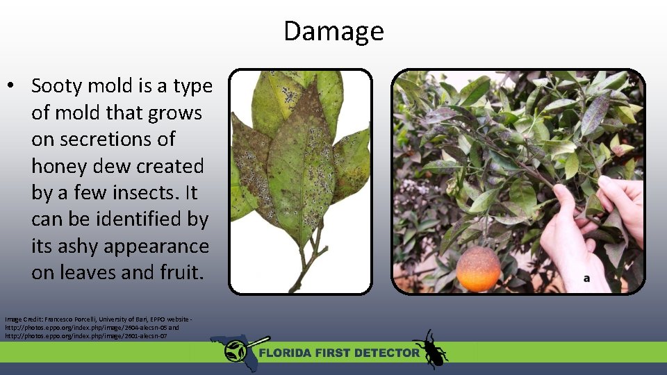 Damage • Sooty mold is a type of mold that grows on secretions of