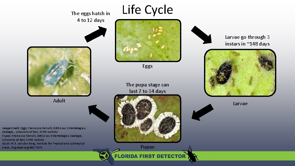 The eggs hatch in 4 to 12 days Life Cycle Larvae go through 3