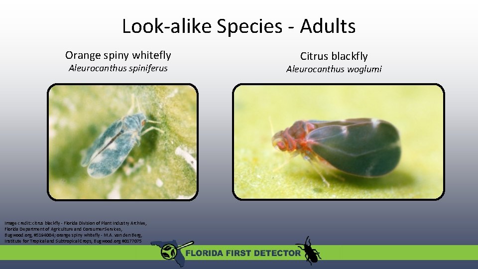 Look-alike Species - Adults Orange spiny whitefly Aleurocanthus spiniferus Image credit: citrus blackfly -