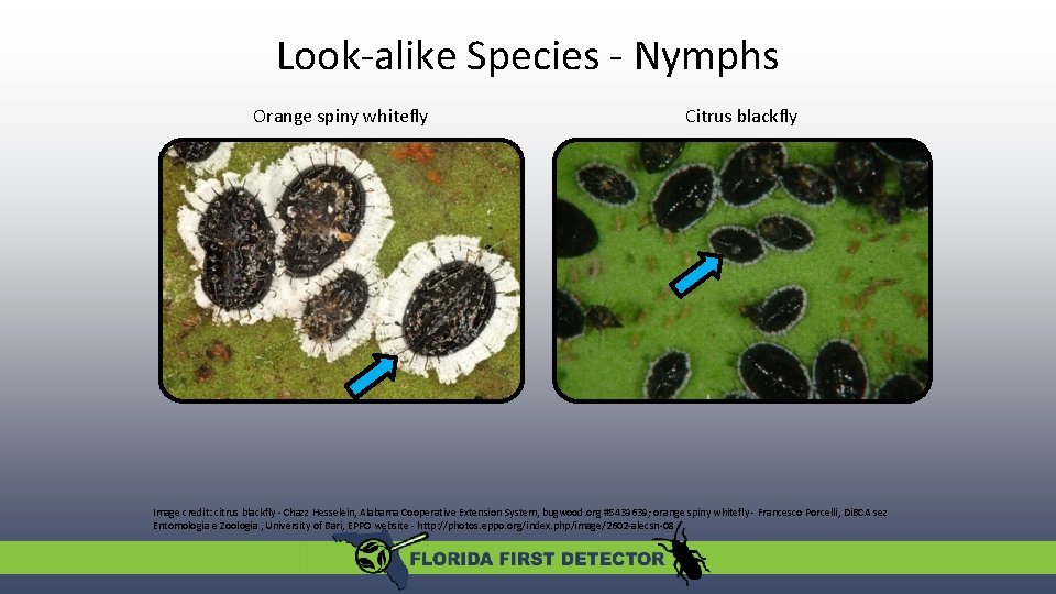 Look-alike Species - Nymphs Orange spiny whitefly Citrus blackfly Image credit: citrus blackfly -