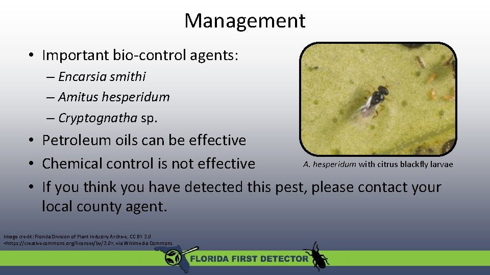 Management • Important bio-control agents: – Encarsia smithi – Amitus hesperidum – Cryptognatha sp.