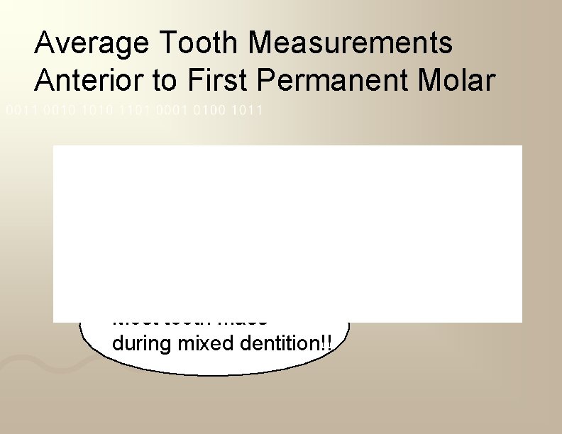 Average Tooth Measurements Anterior to First Permanent Molar Most tooth mass during mixed dentition!!