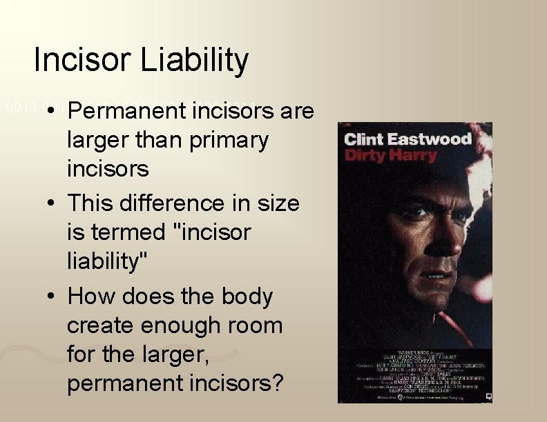 Incisor Liability • Permanent incisors are larger than primary incisors • This difference in