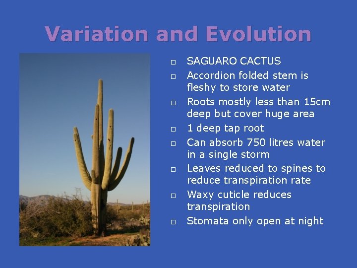 Variation and Evolution SAGUARO CACTUS Accordion folded stem is fleshy to store water Roots