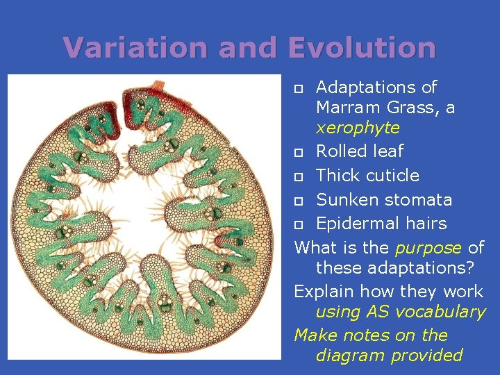 Variation and Evolution Adaptations of Marram Grass, a xerophyte Rolled leaf Thick cuticle Sunken