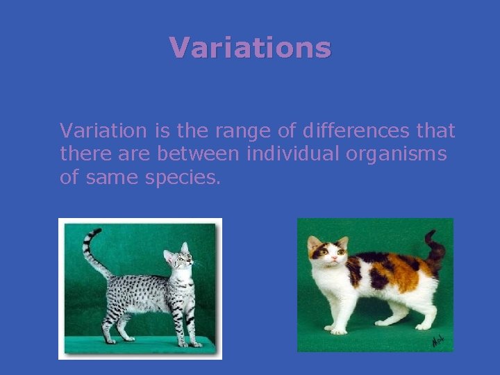 Variations Variation is the range of differences that there are between individual organisms of