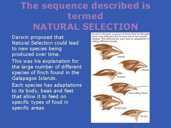 The sequence described is termed NATURAL SELECTION Darwin proposed that Natural Selection could lead