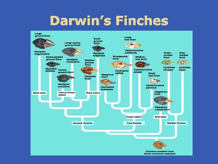 Darwin’s Finches 