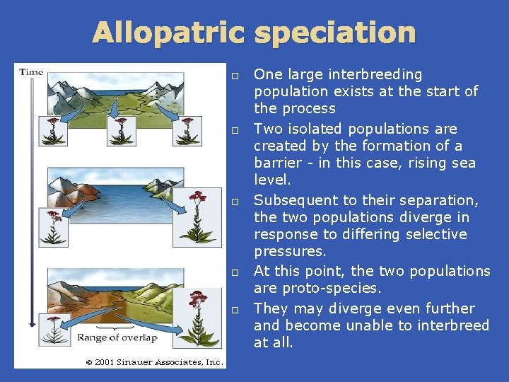 Allopatric speciation One large interbreeding population exists at the start of the process Two