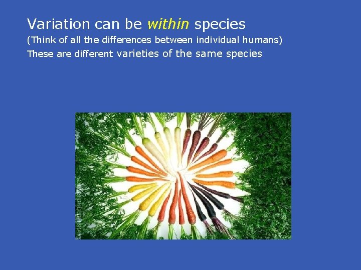 Variation can be within species (Think of all the differences between individual humans) These