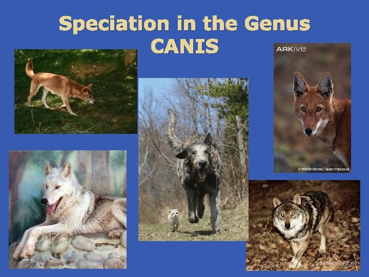 Speciation in the Genus CANIS 