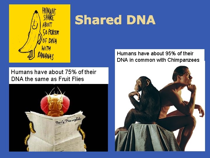 Shared DNA Humans have about 95% of their DNA in common with Chimpanzees Humans