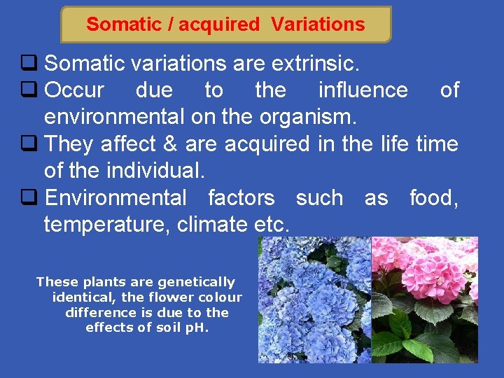 Somatic / acquired Variations q Somatic variations are extrinsic. q Occur due to the