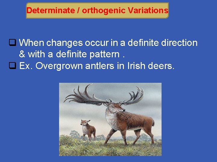 Determinate / orthogenic Variations q When changes occur in a definite direction & with