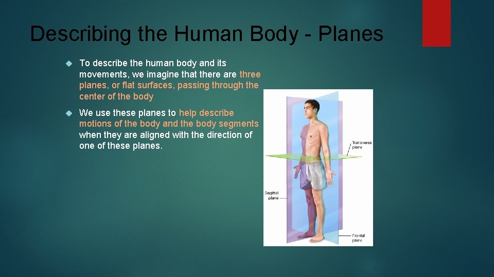 Describing the Human Body - Planes To describe the human body and its movements,