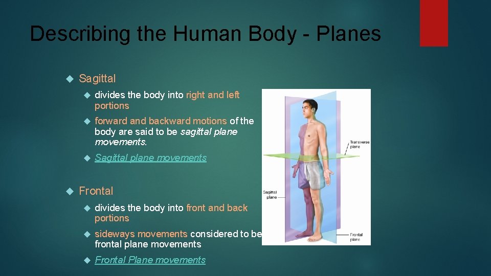 Describing the Human Body - Planes Sagittal divides the body into right and left